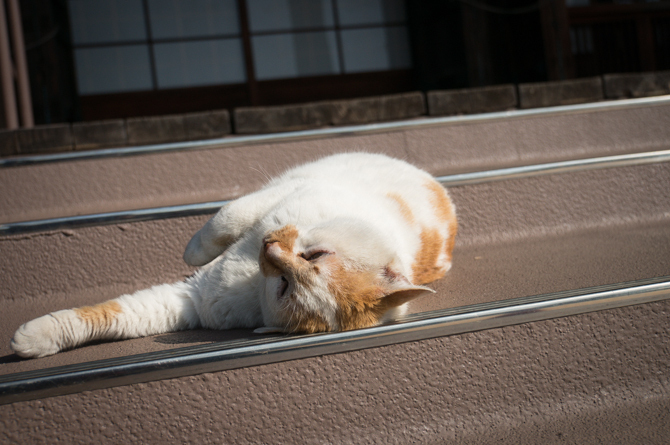 DSC01053-1.jpg